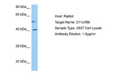 PPP1R32 Rabbit anti-Human, Polyclonal, Novus Biologicals 0.1ml; Unconjugated:Antibodies,
